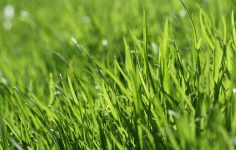 Beware a dry lawn and applying liquid weed killers or fertilizers