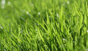 Beware a dry lawn and applying liquid weed killers or fertilizers
