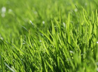 Beware a dry lawn and applying liquid weed killers or fertilizers