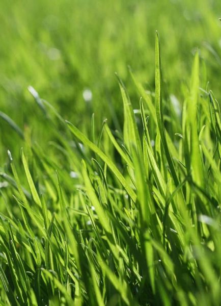 Beware a dry lawn and applying liquid weed killers or fertilizers