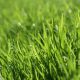 Beware a dry lawn and applying liquid weed killers or fertilizers
