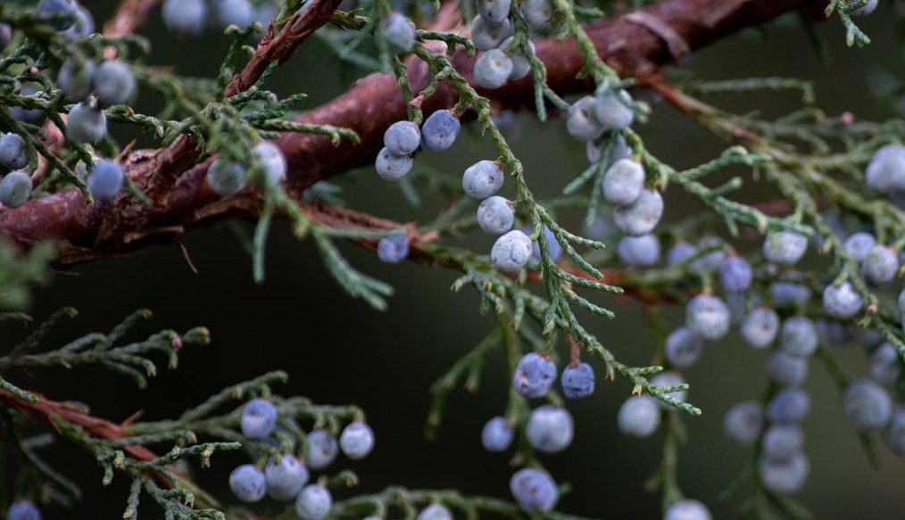 British native juniper berries under threat