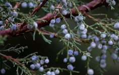 British native juniper berries under threat