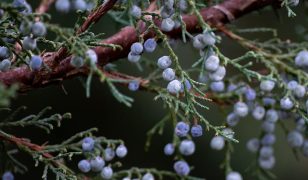 British native juniper berries under threat