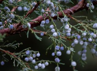 British native juniper berries under threat