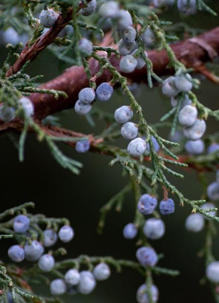 British native juniper berries under threat