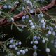 British native juniper berries under threat