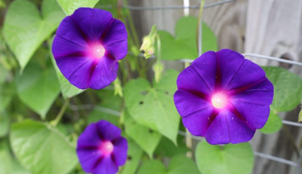 Adam Pasco’s spring flower garden action plan