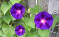 Adam Pasco’s spring flower garden action plan