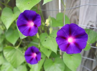 Adam Pasco’s spring flower garden action plan