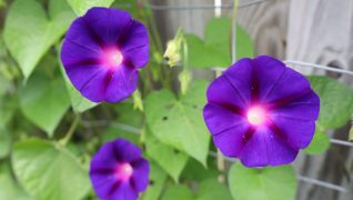 Adam Pasco’s spring flower garden action plan