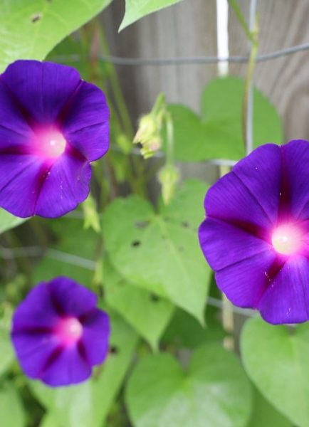 Adam Pasco’s spring flower garden action plan