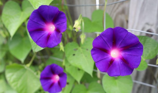 Adam Pasco’s spring flower garden action plan