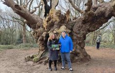 Great Tree Beauties 2: Old Knobbley in Mistley
