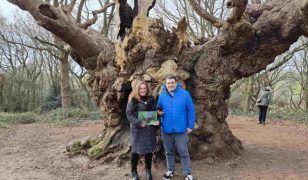 Great Tree Beauties 2: Old Knobbley in Mistley