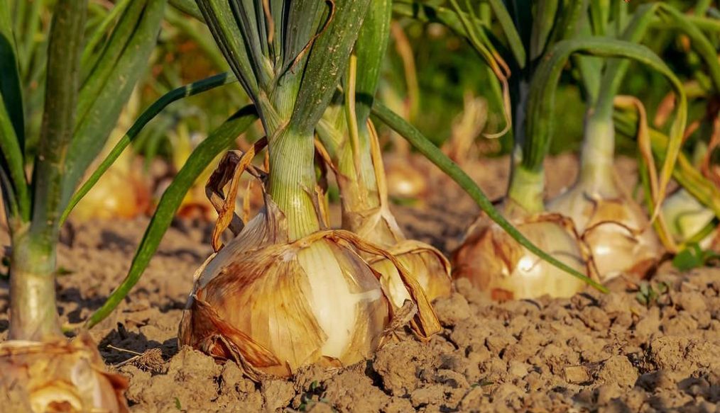 Vegetable plot – April