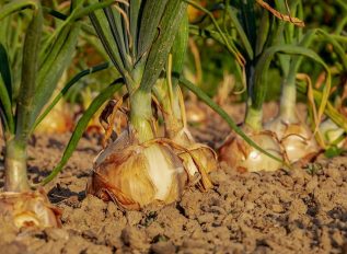 Vegetable plot – April