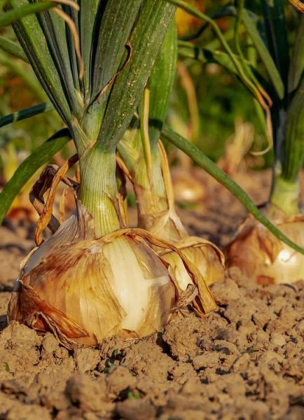 Vegetable plot – April