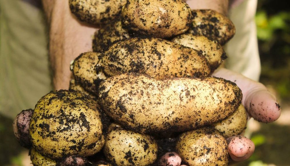 Vegetable plot – June