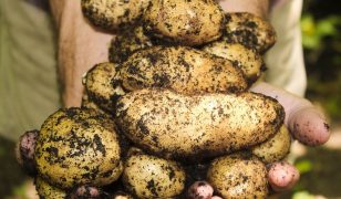 Vegetable plot – June