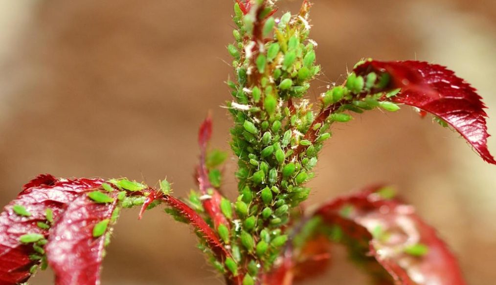 Aphid alert: update on roses and pest control