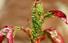 Aphid alert: update on roses and pest control