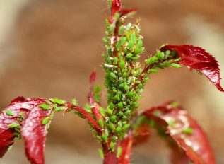 Aphid alert: update on roses and pest control