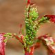 Aphid alert: update on roses and pest control