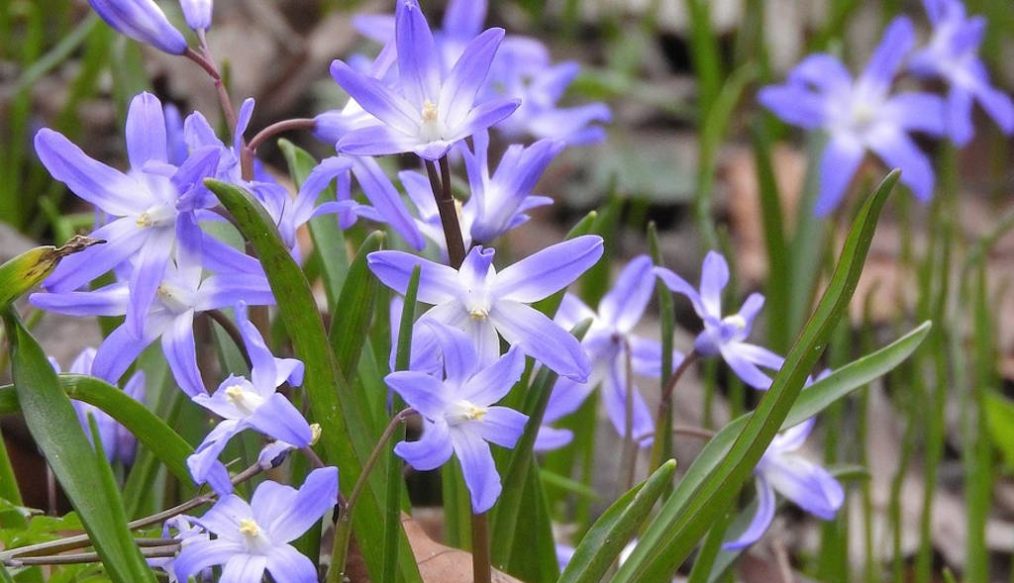 Get ready for bulb flowering season 2026 by ordering and planting this autumn