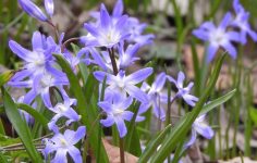 Get ready for bulb flowering season 2026 by ordering and planting this autumn