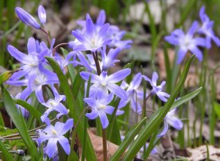 Get ready for bulb flowering season 2026 by ordering and planting this autumn