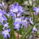 Get ready for bulb flowering season 2026 by ordering and planting this autumn