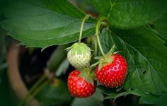 Pro-gardener’s growing tips for success