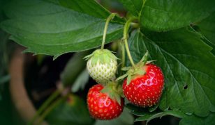 Pro-gardener’s growing tips for success