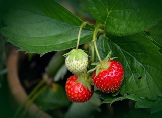 Pro-gardener’s growing tips for success