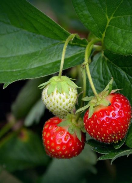 Pro-gardener’s growing tips for success