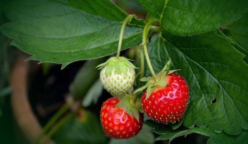 Pro-gardener’s growing tips for success
