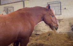 Suffolk Punch horses have breeding success with foals on the way
