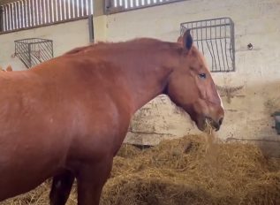 Suffolk Punch horses have breeding success with foals on the way
