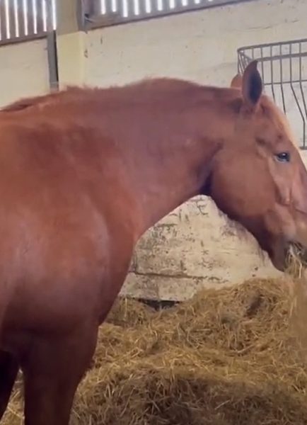 Suffolk Punch horses have breeding success with foals on the way