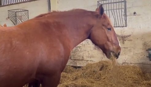 Suffolk Punch horses have breeding success with foals on the way