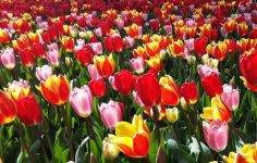Keukenhof gardens through the years