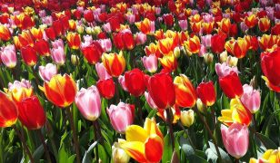 Keukenhof gardens through the years