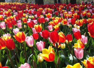 Keukenhof gardens through the years