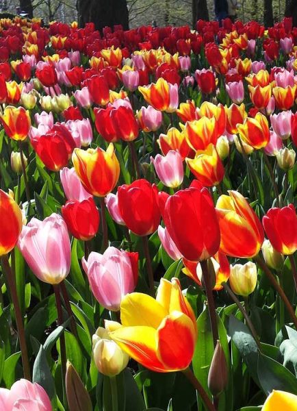 Keukenhof gardens through the years