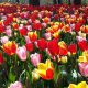 Keukenhof gardens through the years