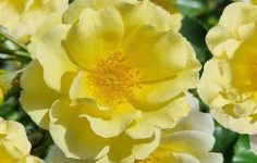 A new rose and 1200 to make a Chelsea stand