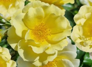 A new rose and 1200 to make a Chelsea stand