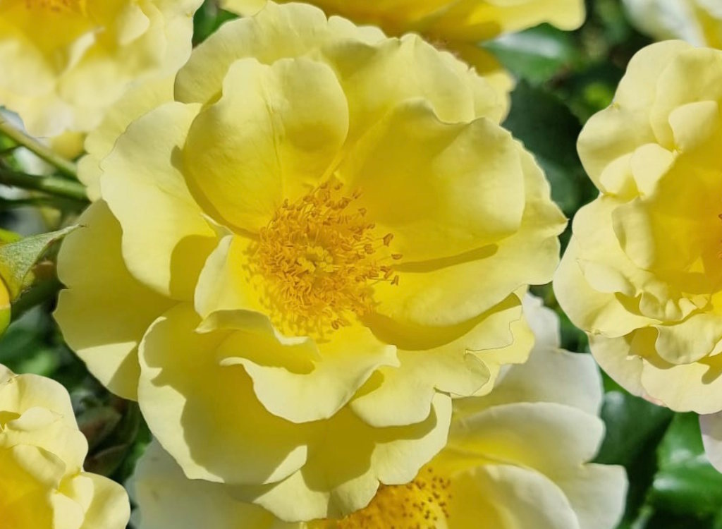The new rose, Ashton Wold, from Peter |Beales Roses due for launch at Chelsea in May 2025.