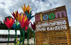 Ireland’s largest gardening festival starts